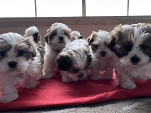 Maltese – Craigieburn