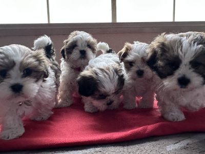 Maltese – Craigieburn