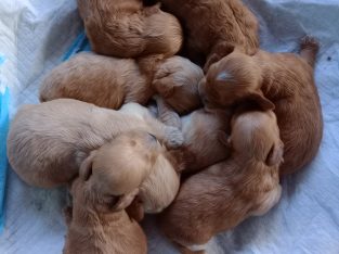 Cavoodle – Quakers Hill