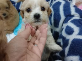 Cavoodle – Quakers Hill