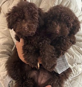 Toy Poodle – South Penrith