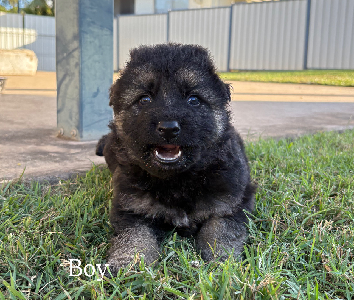 German Shepherd – Moranbah