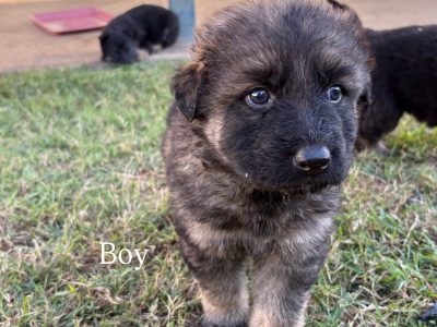 German Shepherd – Moranbah