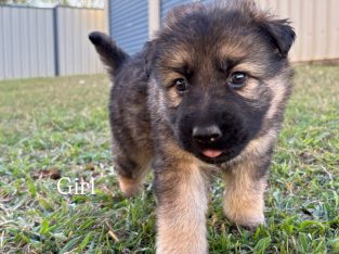 German Shepherd – Moranbah