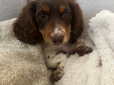 Dachshund – Alkimos