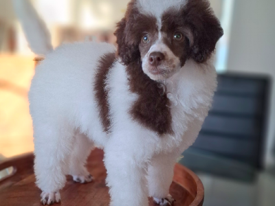 Toy Poodle – Eumungerie