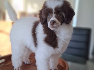 Toy Poodle – Eumungerie