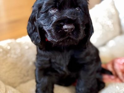 Cocker Spaniel – Glenorie