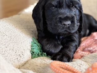 Cocker Spaniel – Glenorie