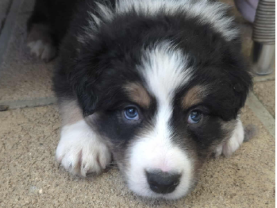 Border Collie – Kilmore