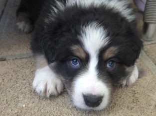 Border Collie – Kilmore