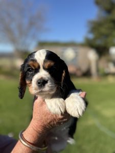 Cavalier King Charles Spaniel – Willow Vale