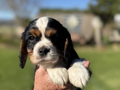 Cavalier King Charles Spaniel – Willow Vale