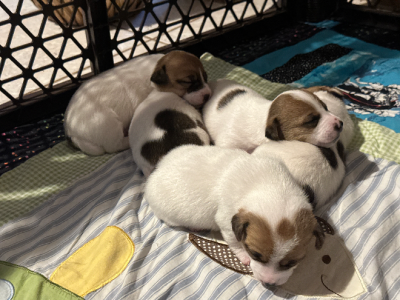 Jack Russell – Bullsbrook