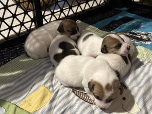 Jack Russell – Bullsbrook