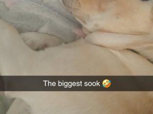 Labrador Retriever – Goulburn