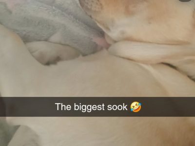 Labrador Retriever – Goulburn