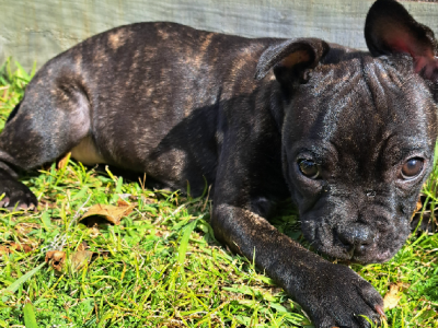 French Bulldog – Woongarrah