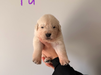 Golden Retriever – Chinchilla