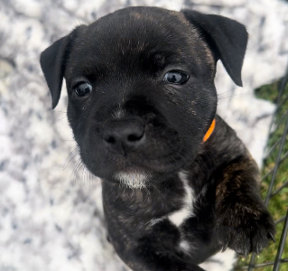 Staffordshire Bull Terrier – Joyner