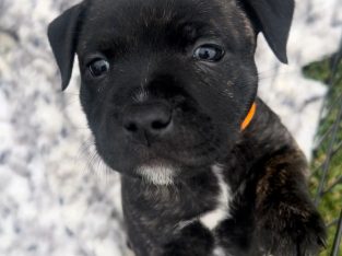 Staffordshire Bull Terrier – Joyner