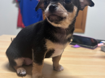 Chihuahua – Echuca