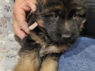 German Shepherd – Yackandandah