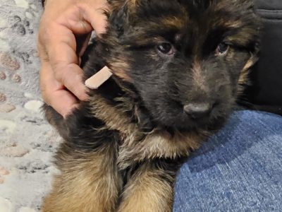 German Shepherd – Yackandandah