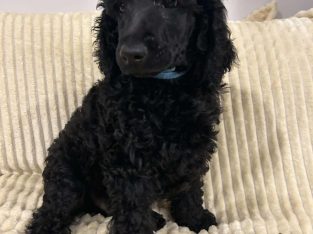 Standard Poodle – Nowra