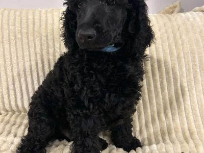 Standard Poodle – Nowra