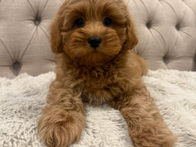 Cavoodle – Elizabeth Hills