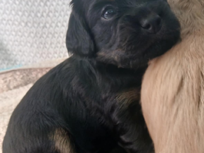 Cavoodle – Walpole