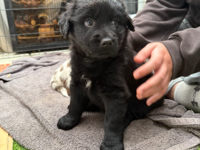 Golden Retriever – Mornington