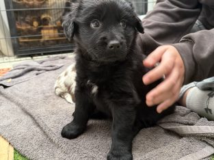 Golden Retriever – Mornington