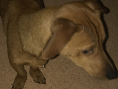 Dachshund – Leichhardt