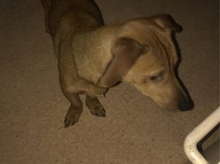 Dachshund – Leichhardt