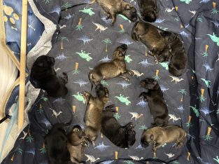 German Shepherd – Aaron mccarroll