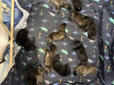 German Shepherd – Aaron mccarroll