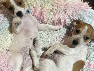 Jack Russell – Maroondan