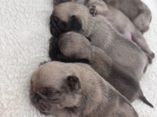 Pug – Upper Coomera