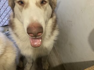 Alaskan Malamute – Eagleby