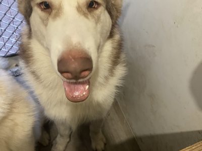 Alaskan Malamute – Eagleby