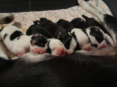 Border Collie – Murray Bridge