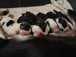 Border Collie – Murray Bridge