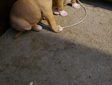 American Staffordshire Bull Terrier – Clyde North