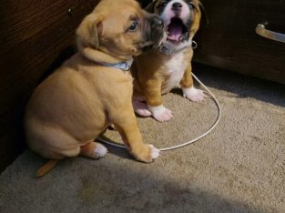 American Staffordshire Bull Terrier – Clyde North