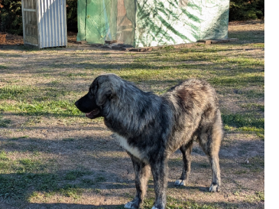 Maremma Sheepdog – Whittlesea