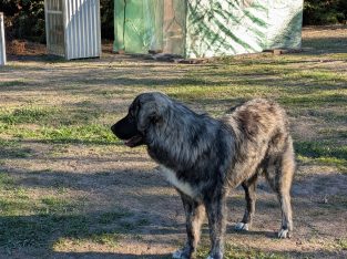 Maremma Sheepdog – Whittlesea