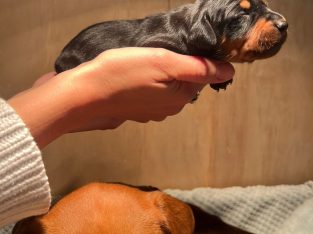 Miniature Pinscher – Mount Nasura