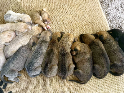 Rhodesian Ridgeback – Oakey